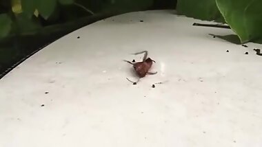 barata tentando se levantar ao som de linkin park