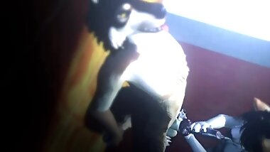 Husky and Wolf 2